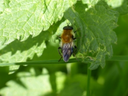 Foto af Uldhåret pelssvirreflue (Criorhina floccosa) | Standardfoto