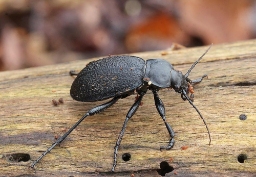 Foto af Læderløber (Carabus coriaceus) | Standardfoto