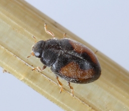 Foto af Nephus redtenbacheri (Nephus redtenbacheri) | Standardfoto