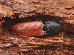 Foto af Ampedus cardinalis (Ampedus cardinalis) | Standardfoto