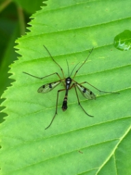 Foto af Ptychoptera contaminata (Ptychoptera contaminata) | Han