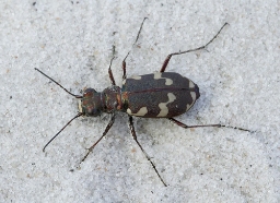 Foto af Klitsandspringer (Cicindela maritima) | Standardfoto
