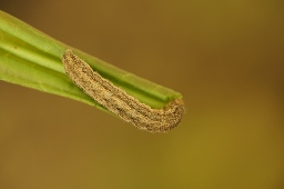 Foto af Strandært-ugle (Proxenus lepigone) | Larve