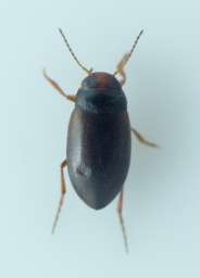 Foto af Hydroporus neglectus (Hydroporus neglectus) | Standardfoto