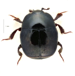 Foto af Glansplettet rådstumpbille (Saprinus immundus) | Standardfoto