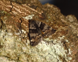 Foto af Poppeldagmåler (Archiearis notha) | Hun