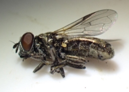 Foto af Kilde-mosesvirreflue (Orthonevra nobilis) | Han