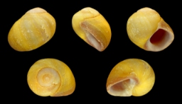Foto af Butspiret strandsnegl (Littorina obtusata)