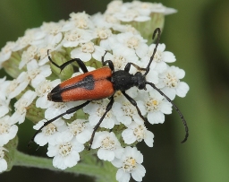 Foto af Hjerteplettet blomsterbuk (Stictoleptura cordigera) | Standardfoto