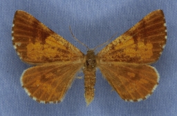 Foto af Fyrremåler (Bupalus piniaria) | Hun