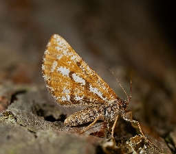 Foto af Fyrremåler (Bupalus piniaria) | Hun