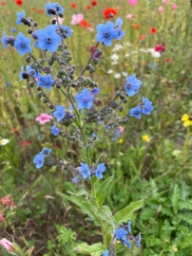 Foto af Kinesisk hundetunge (Cynoglossum amabile) | Standardfoto