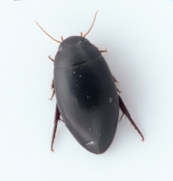 Foto af Ilybius quadriguttatus (Ilybius quadriguttatus) | Standardfoto