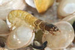 Foto af Hydropsyche angustipennis (Hydropsyche angustipennis) | Larve