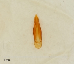 Foto af Zorochros dermestoides (Zorochros dermestoides) | Danmarks BilleBank - danbiller.dk