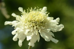 Foto af Stor skælhoved (Cephalaria gigantea) | Standardfoto