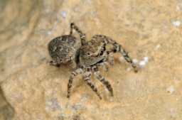 Foto af Attulus zimmermanni (Attulus zimmermanni) | Hun