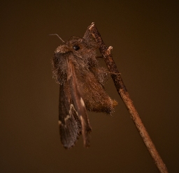 Foto af Poppelspinder (Poecilocampa populi) | Hun