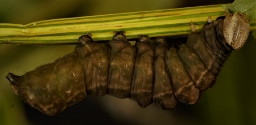 Foto af Poppel-dromedarspinder (Notodonta tritophus) | Larve