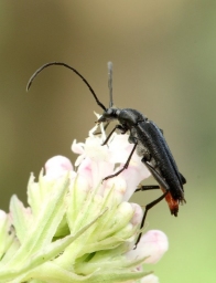 Foto af Rødbuget spidsbuk (Stenurella nigra) | Standardfoto