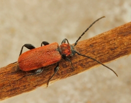 Foto af Rød skivebuk (Pyrrhidium sanguineum) | Standardfoto
