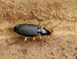 Foto af Stor kamløber (Dolichus halensis) | Standardfoto