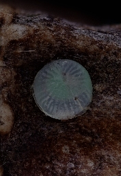 Foto af Husmoderugle (Scoliopteryx libatrix) | Æg