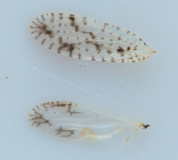 Foto af Micromus variegatus (Micromus variegatus)