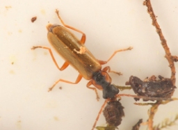 Foto af Rhagonycha testacea (Rhagonycha testacea) | Standardfoto
