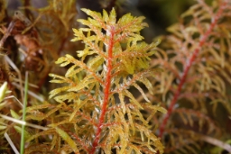 Foto af Almindelig etagemos (Hylocomium splendens)