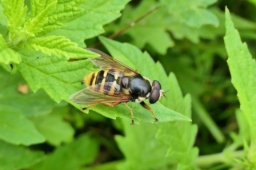 Foto af Tørve-silkesvirreflue (Sericomyia silentis) | Han