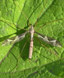 Foto af Kæmpestankelben (Tipula maxima) | Hun