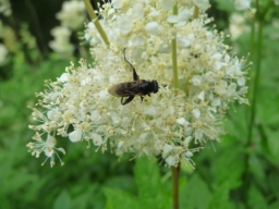 Foto af Lund-træsmuldsvirreflue (Chalcosyrphus nemorum) | Hun