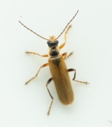Foto af Cantharis decipiens (Cantharis decipiens) | Standardfoto