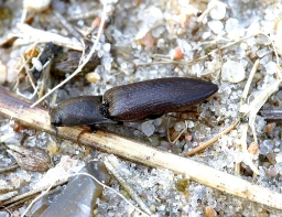 Foto af Sericus brunneus (Sericus brunneus) | Standardfoto