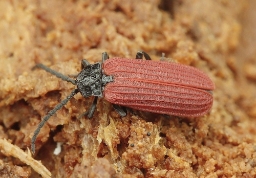 Foto af Sortbrystet maskebille (Pyropterus nigroruber)