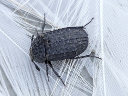 Foto af Rynket ådselbille (Thanatophilus rugosus) | Standardfoto