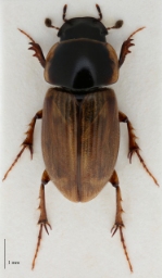 Foto af Almindelig møgbille (Aphodius prodromus) | Standardfoto