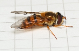 Foto af Bleg glanssvirreflue (Epistrophe flava) | Hun