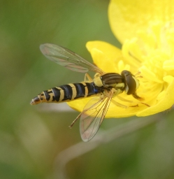 Foto af Mose-kuglebærerflue (Sphaerophoria batava) | Hun
