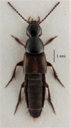 Foto af Philonthus sanguinolentus (Philonthus sanguinolentus)