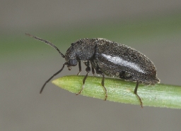 Foto af Fyrreborebille (Ernobius nigrinus) | Standardfoto