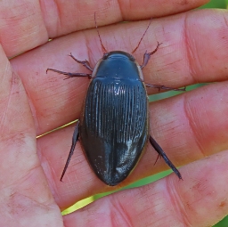 Foto af Rundhoftet vandkalv (Dytiscus dimidiatus) | Hun