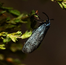 Foto af Brunlig metalvinge (Rhagades pruni) | Hun