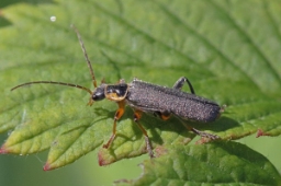 Foto af Cantharis nigricans (Cantharis nigricans) | Standardfoto