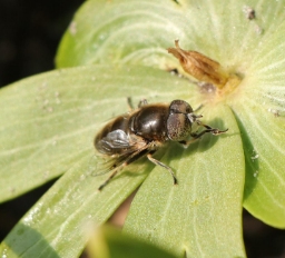 Foto af Brakvands-dyndflue (Eristalinus aeneus) | Standardfoto
