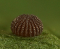 Foto af Skinnende jordfarveugle (Anchoscelis nitida) | Æg