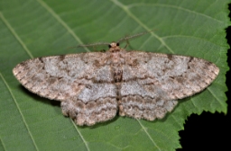 Foto af Grå egemåler (Hypomecis punctinalis) | Standardfoto