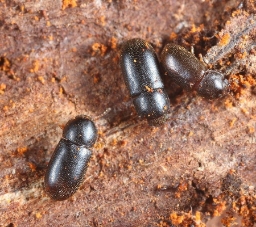 Foto af Cis bidentatus (Cis bidentatus) | Ole Martin