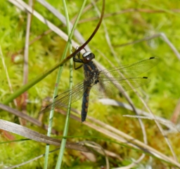 Foto af Nordisk kærguldsmed (Leucorrhinia rubicunda) | Morten Kofoed-Hansen